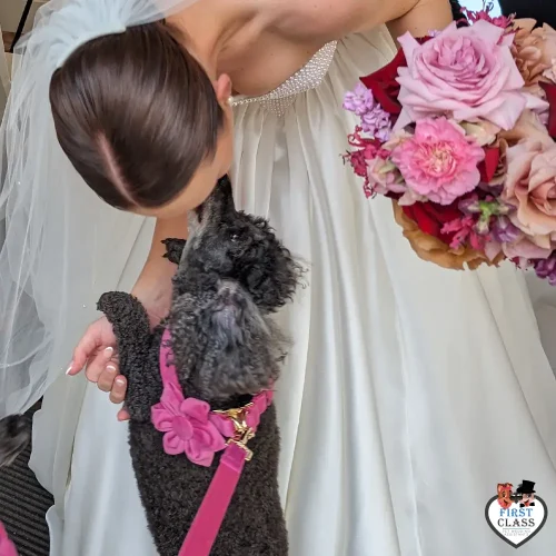 First Class Pet Wedding Assistants Gallery Images 10