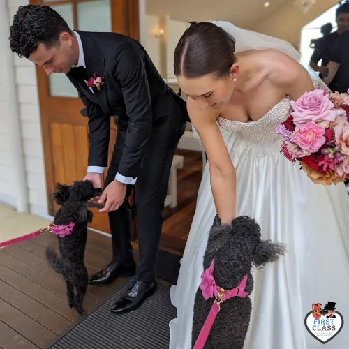 First Class Pet Wedding Assistants Gallery Images 13