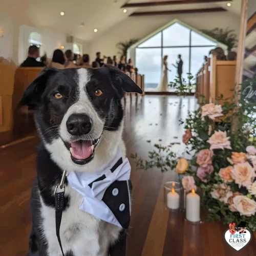 First Class Pet Wedding Assistants Gallery Images 14