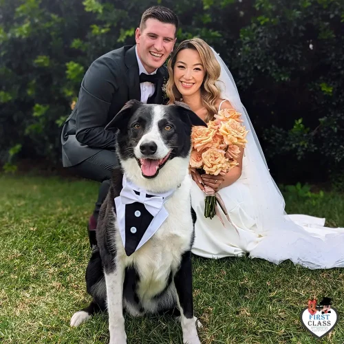 First Class Pet Wedding Assistants Gallery Images 15