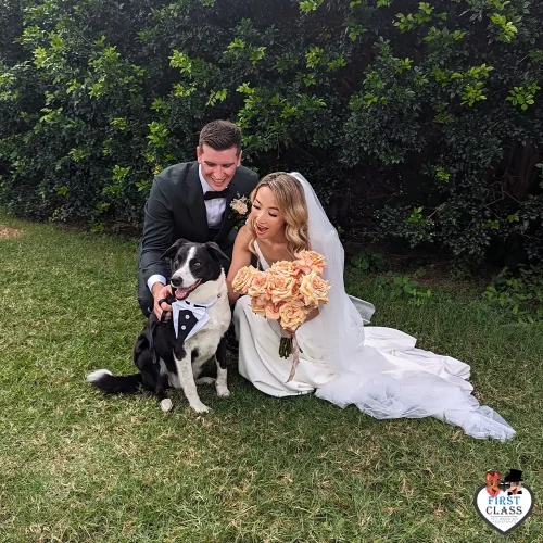 First Class Pet Wedding Assistants Gallery Images 16