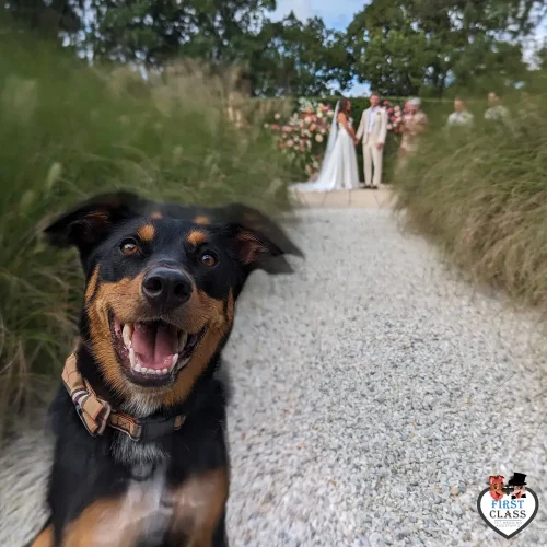 First Class Pet Wedding Assistants Gallery Images 18