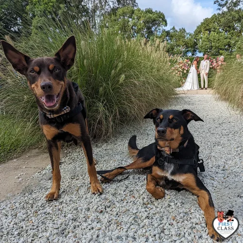 First Class Pet Wedding Assistants Gallery Images 21