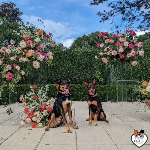 First Class Pet Wedding Assistants Gallery Images 22
