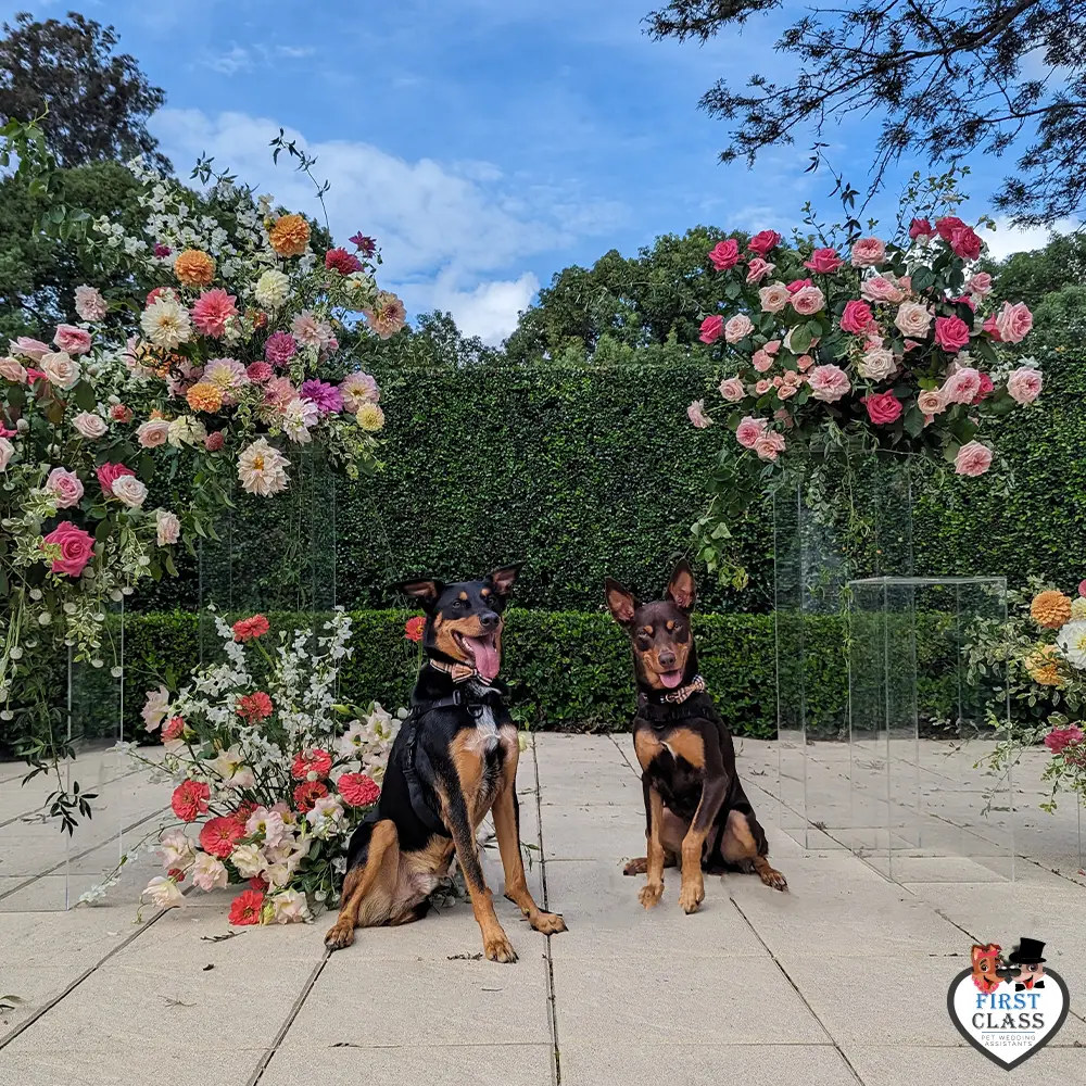 First Class Pet Wedding Assistants Gallery Images 22 First Class Pet Wedding Assistants Gallery Images 22