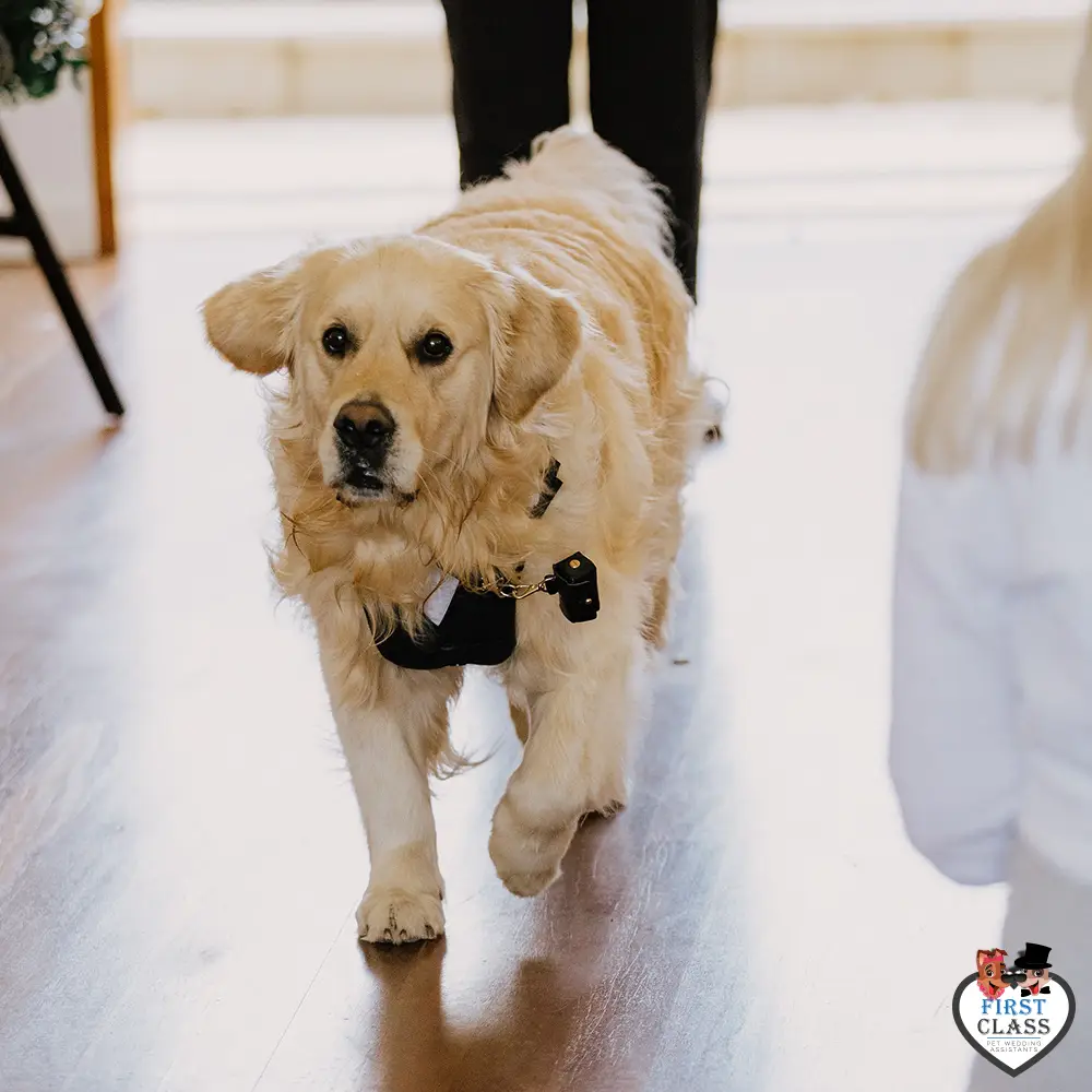 First Class Pet Wedding Assistants Gallery Images 24 First Class Pet Wedding Assistants Gallery Images 24
