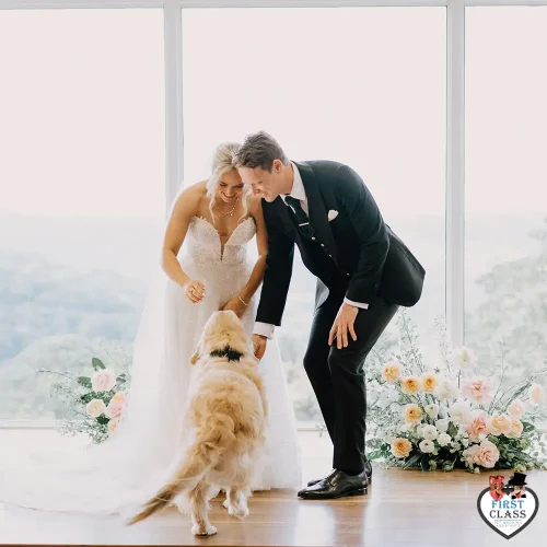 First Class Pet Wedding Assistants Gallery Images 25