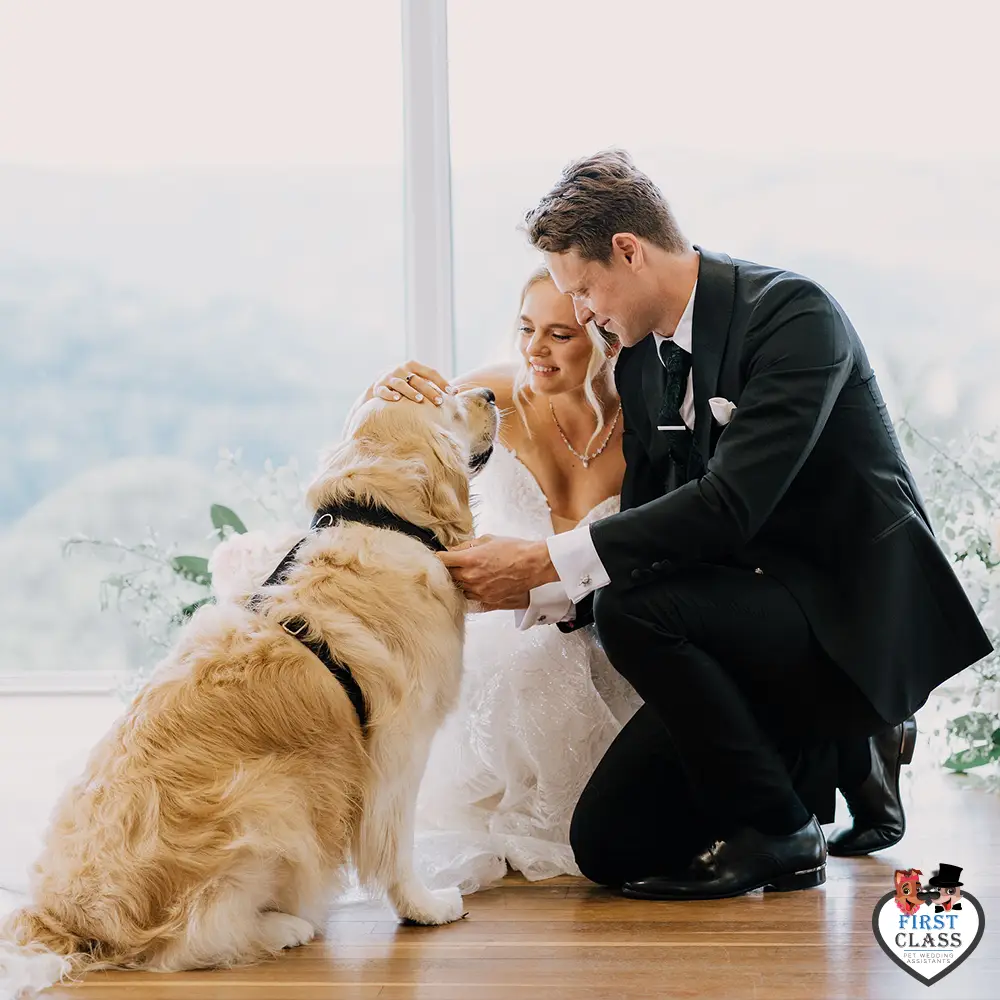 First Class Pet Wedding Assistants Gallery Images 26 First Class Pet Wedding Assistants Gallery Images 26
