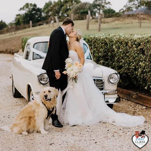 First Class Pet Wedding Assistants Gallery Images 29