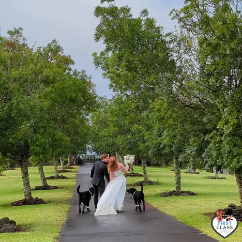 First Class Pet Wedding Assistants Gallery Images 5