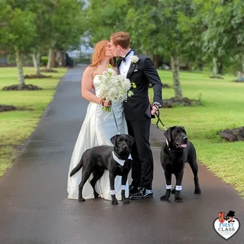 First Class Pet Wedding Assistants Gallery Images 6