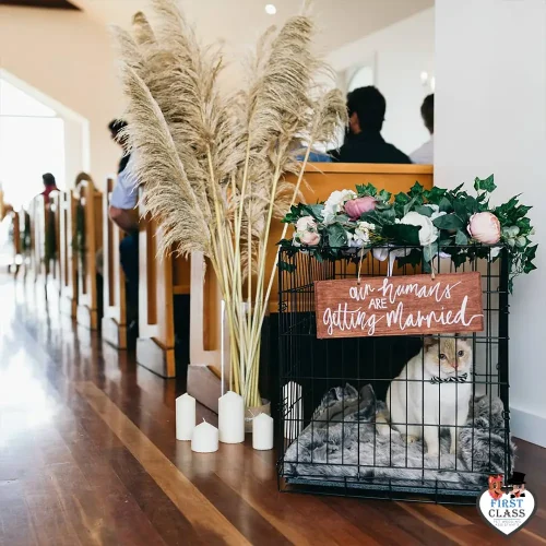 First Class Pet Wedding Assistants Gallery Images 7